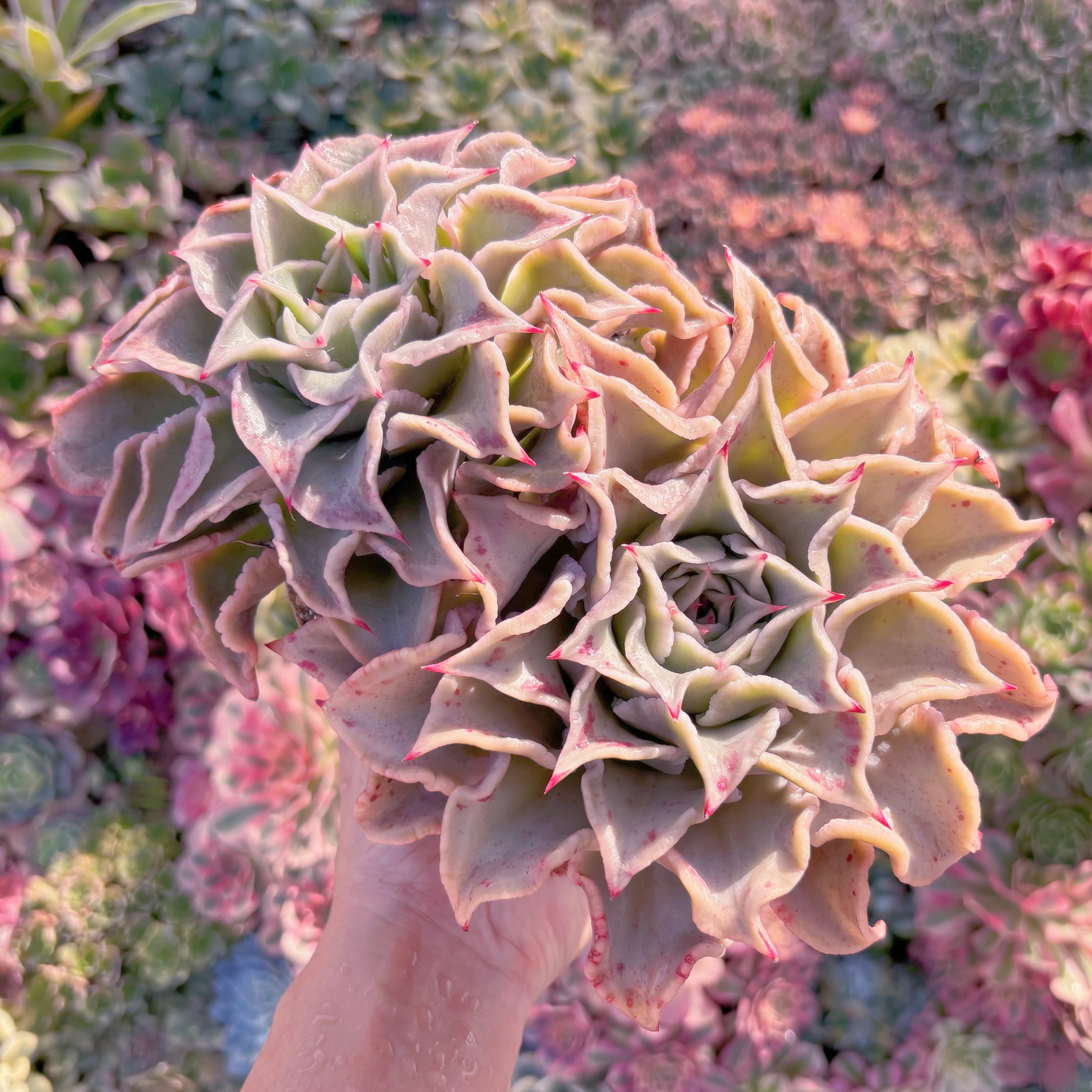 多肉植物　マディバ　特大群生　新入荷　るる農園