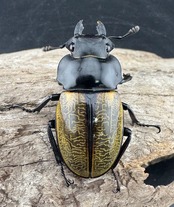 【WD】《スペクタビリスツヤクワガタ 77mm ペア》