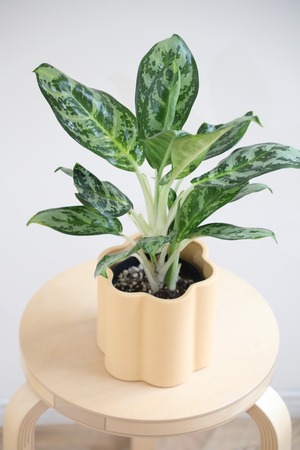 【S】アグラオネマ モラコツ/Aglaonema