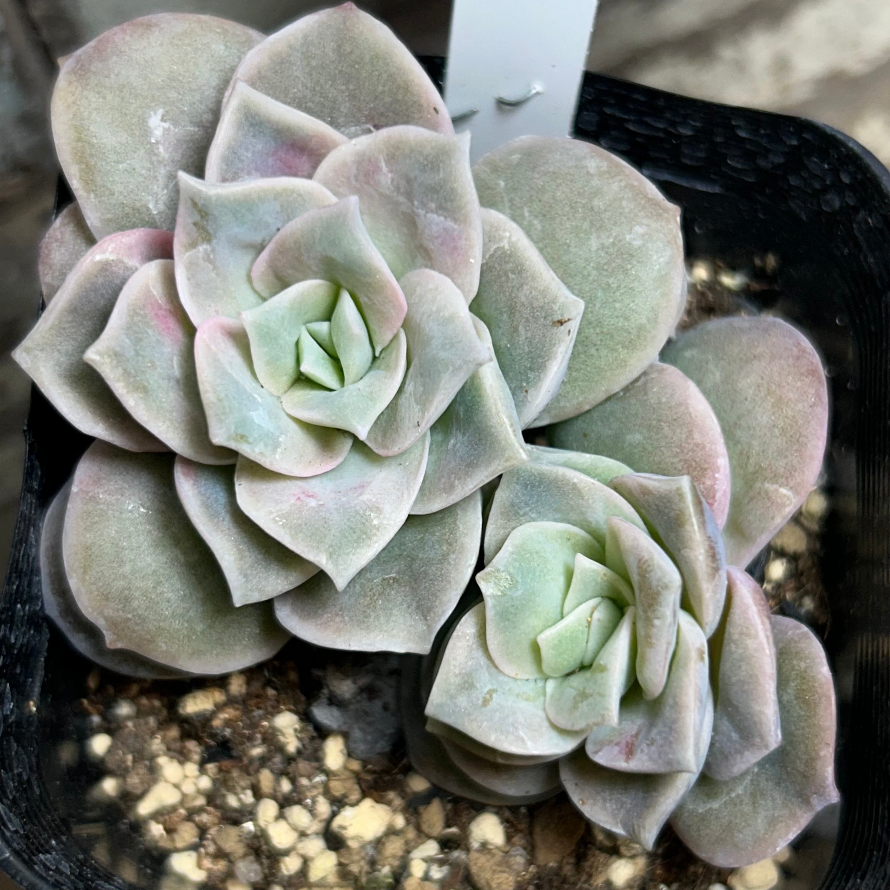 A)ラブリーローズ群生 | RuPo 多肉植物専門店