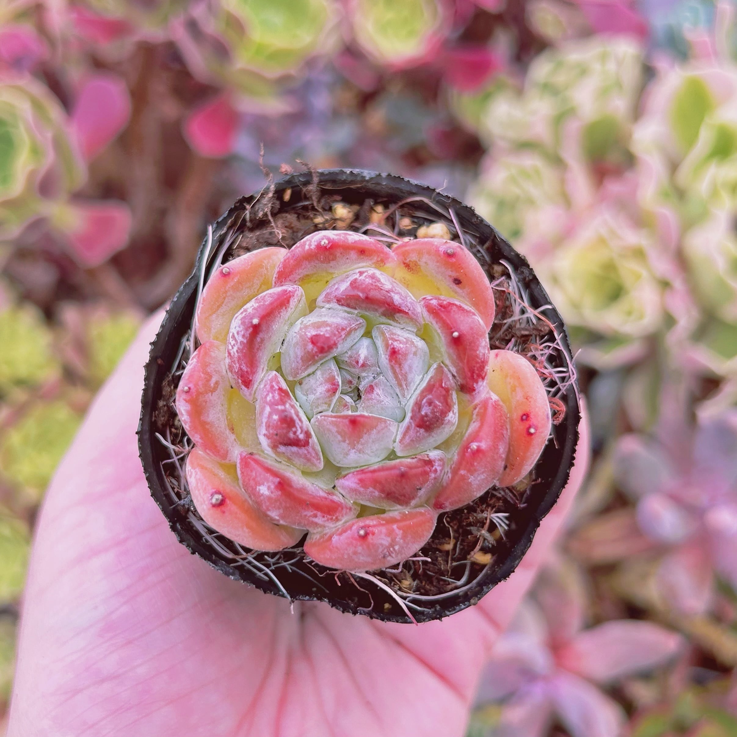 現物　多肉植物　アマンドベリー　抜き苗