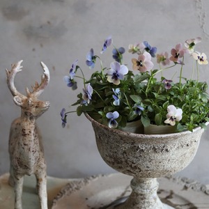 ビオラ　見元ビオラ　トルニー　冬から春のお花　シックな色のお花　