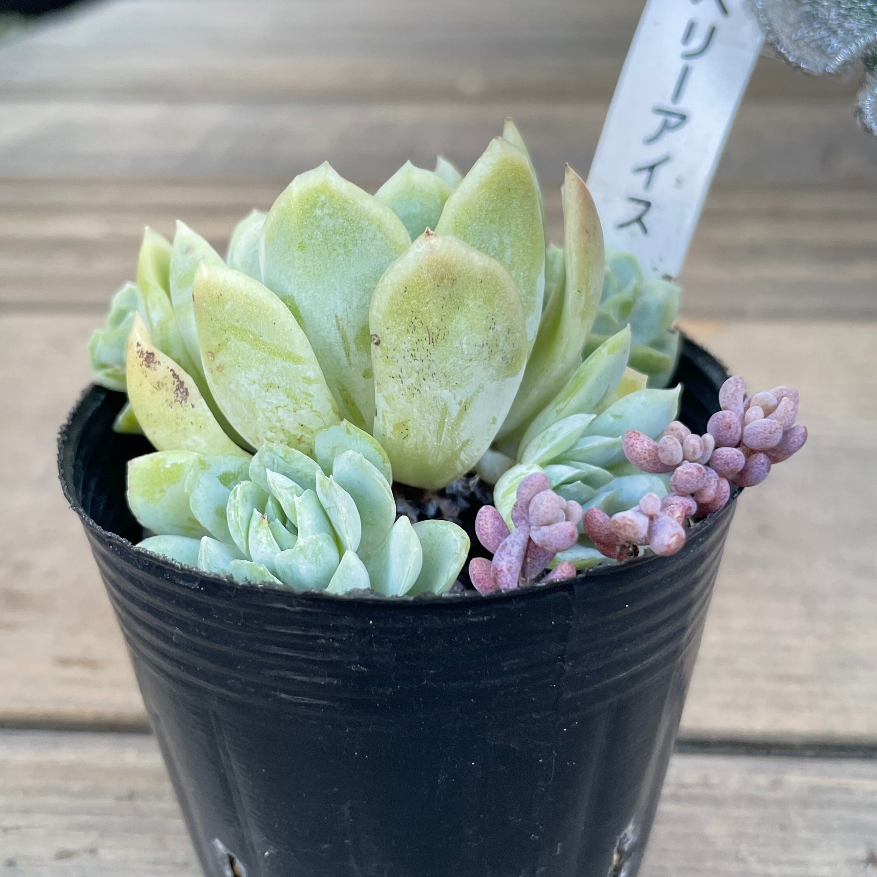 ラズベリーアイス | RuPo 多肉植物専門店