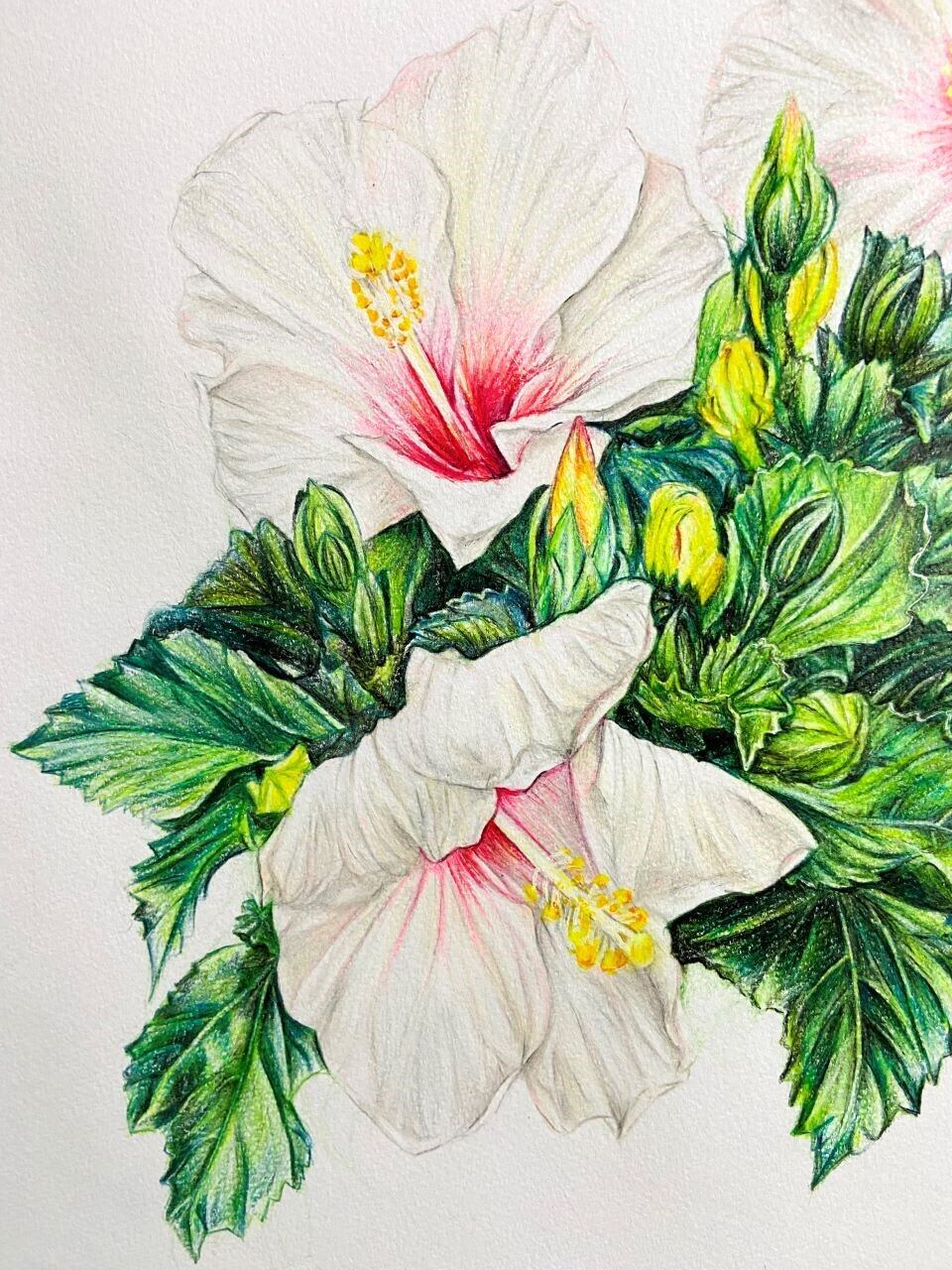 日本画 額装 ハイビスカス 湘丘作 日本画 額装 ハイビスカス 湘丘作