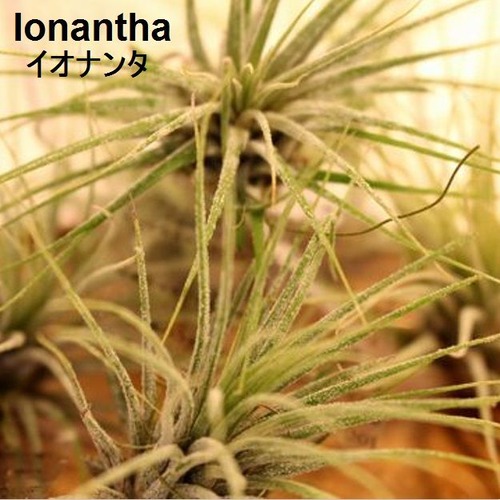 エアプランツ Ionantha