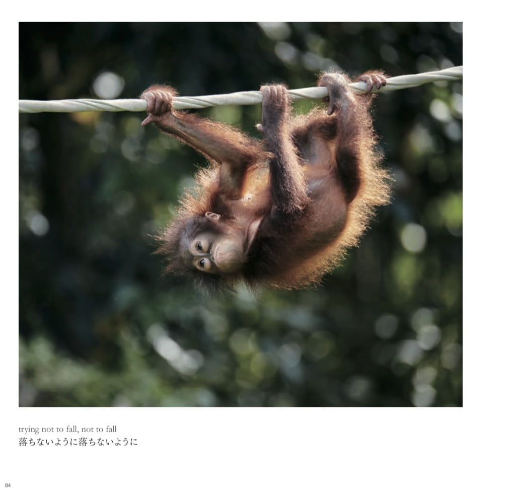 Back to the Wild 森を失ったオランウータン | 壁と写真