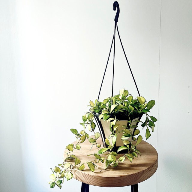 希少な ホヤ・ヘウスケリアナ＊斑入りハンギング 観葉植物 calm cafe