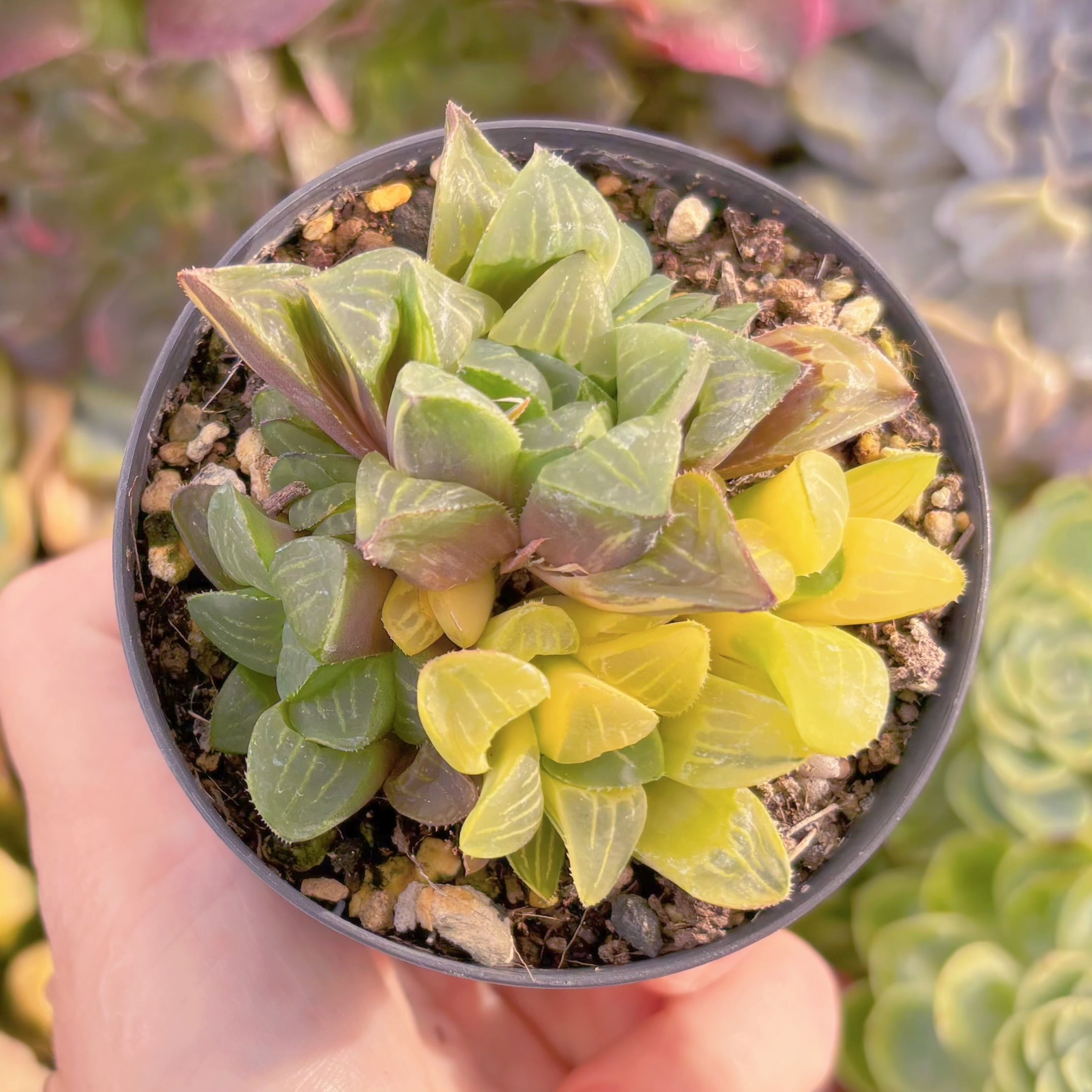 現品　ハオルチア姫寿錦#1179　群生　古株　るる農園