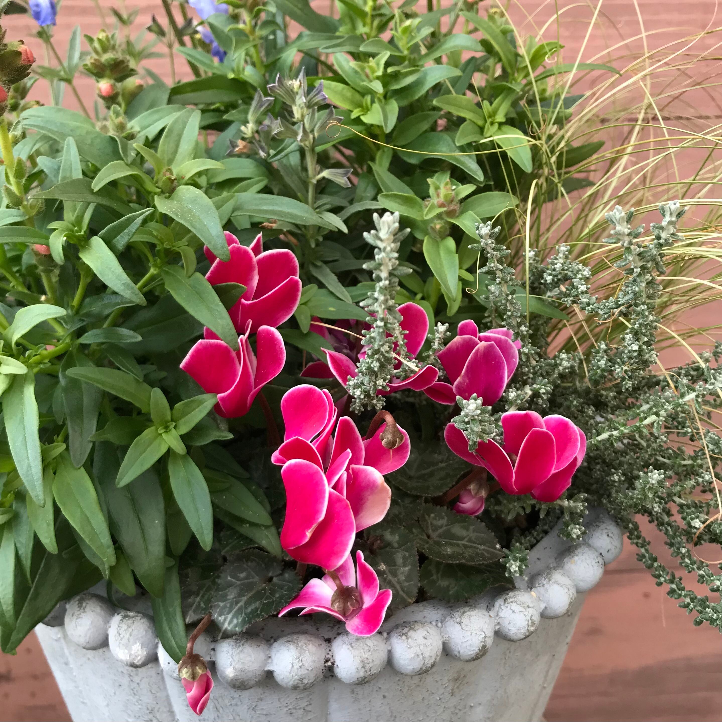 寄せ植え キャンディトップス | Merak - メラク 寄せ植え ガーデニング