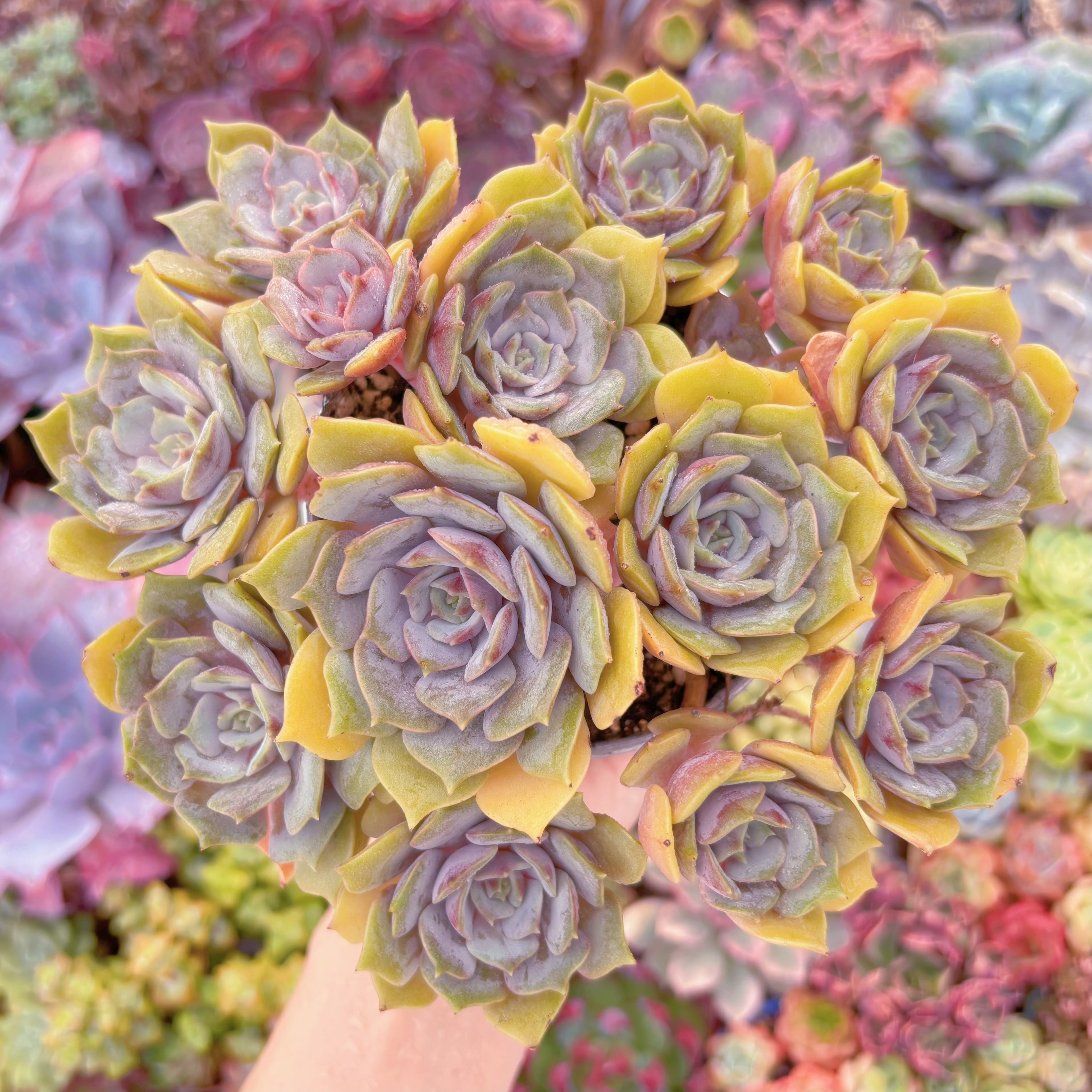 現品　紫姫#609　特大苗　るる農園