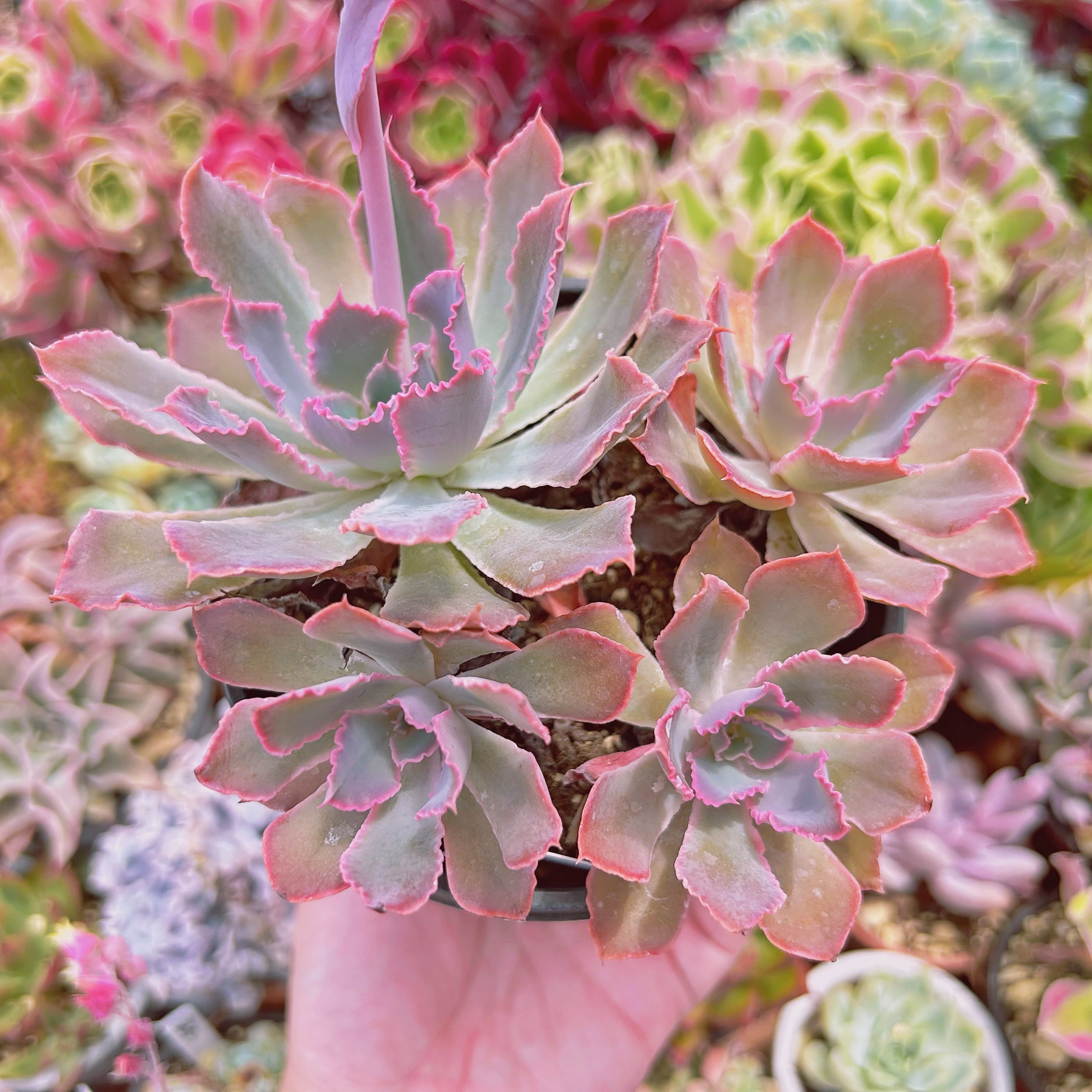 #783現物　多肉植物　シャビアナ　特大　抜き苗