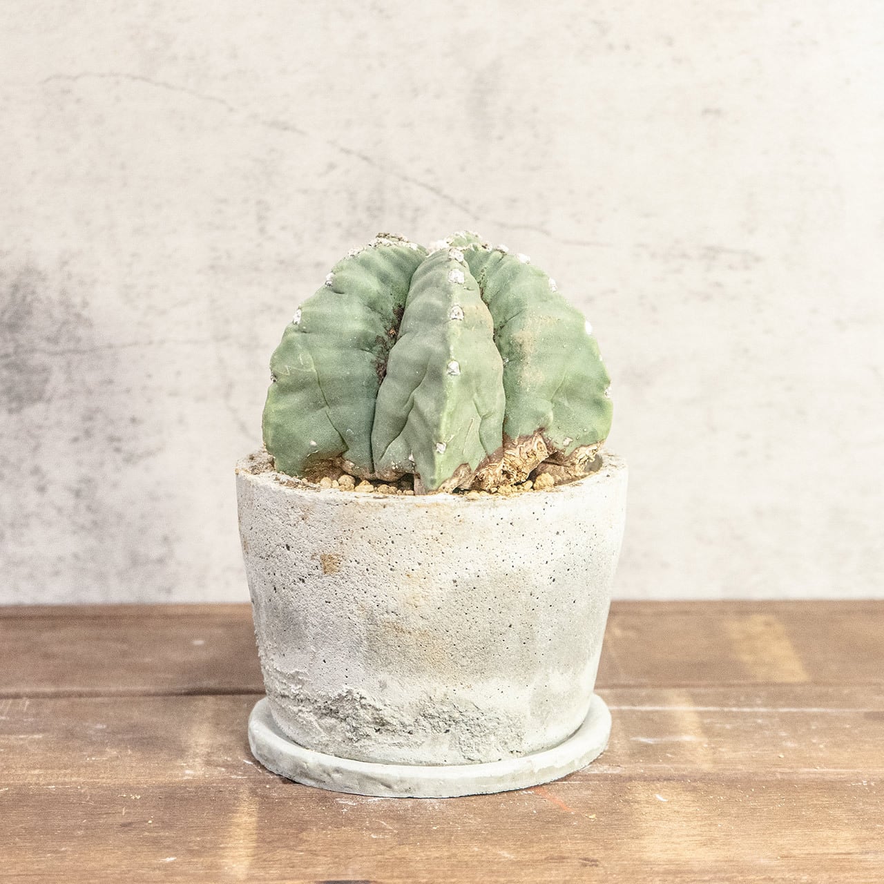 【幾何学的な五角形が美しい】碧瑠璃鸞鳳玉（ヘキラン）。無骨でインダストリアルな手づくりモルタル鉢とセット。一株ごとの厳選仕入れで安心。｜虫発生抑制｜送料全国一律850円