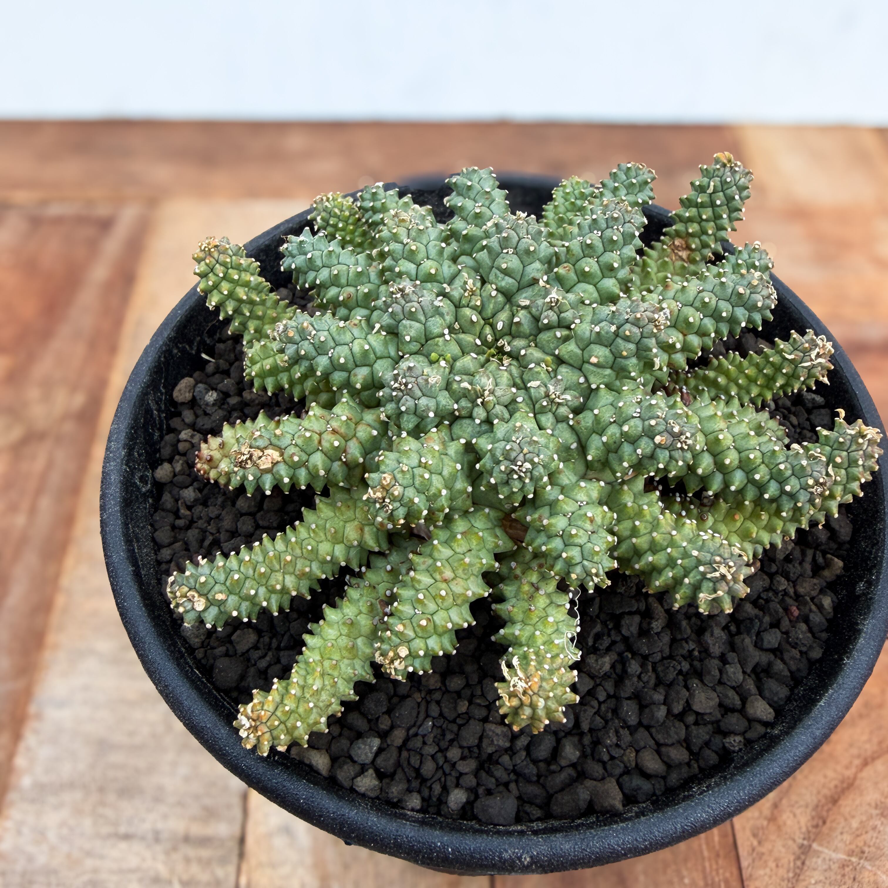 Euphorbia atroviridis【ユーフォルビア・アトロビリディス】 | RIMO'S