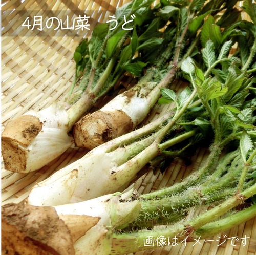 5月の朝採り直売野菜 ウド 春の山菜 5月2日発送予定