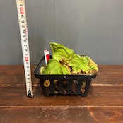 【抽選販売】【限定価格】【伊藤蟻】ビカクシダ リドレイ (wide fronds & rugose shield) sporeling(限定3)