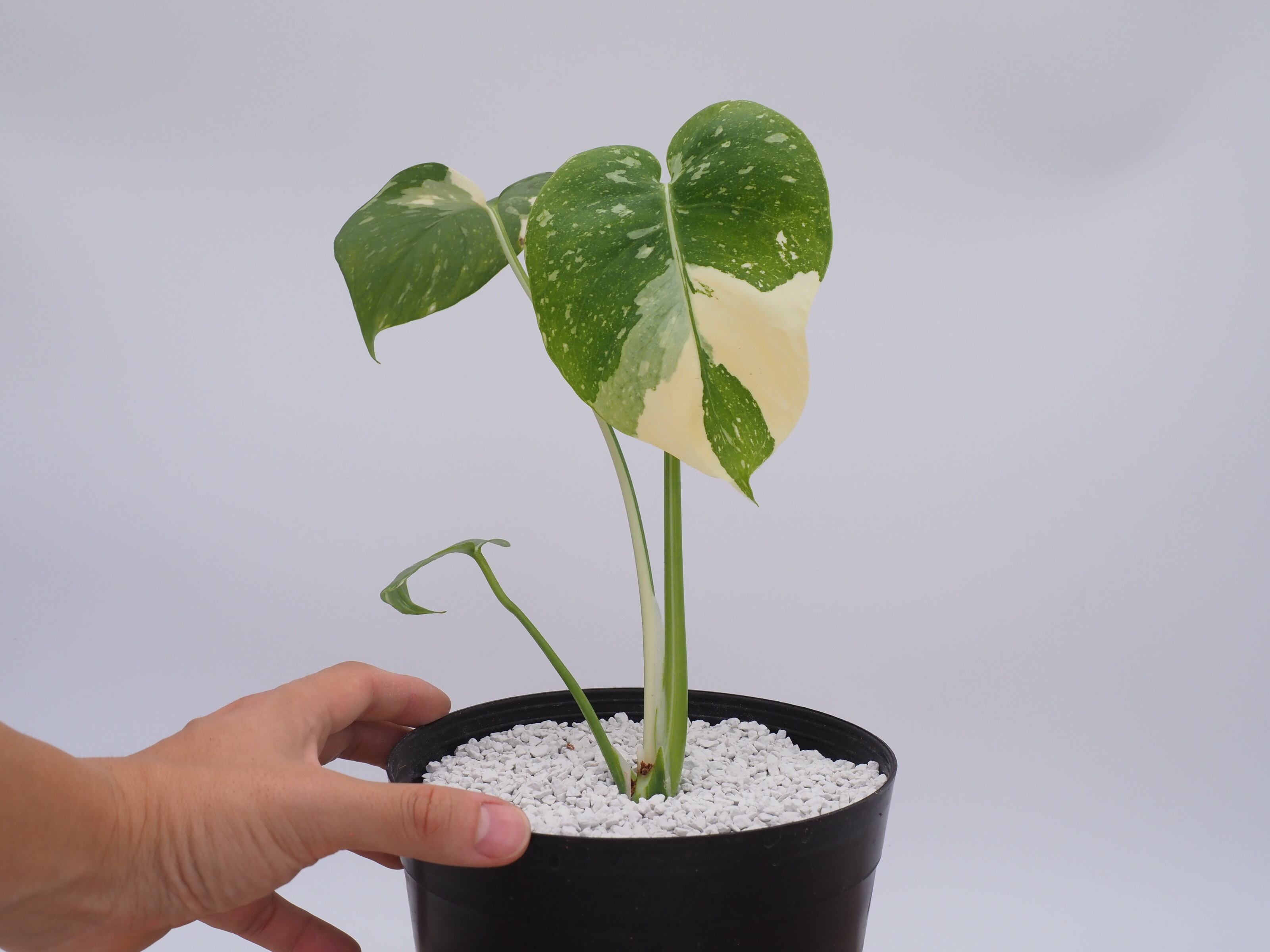 Agave titanota(アガベ チタノタ ) #CS-007 悪魔系 子株 | THE CORE