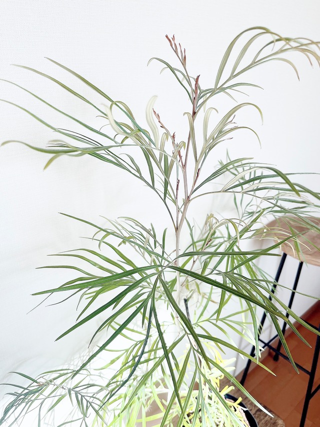 《希少》グレビレア バンクシー アルバ オージープランツ 観葉植物 calm cafe