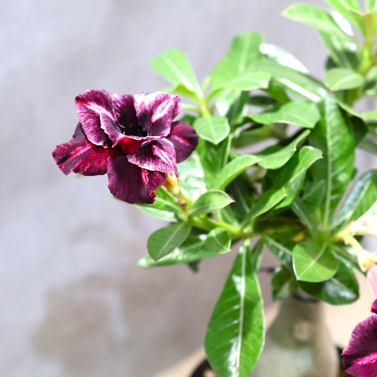 318 その花に目を奪われる『アデニウム KN185』観葉植物 【送料無料