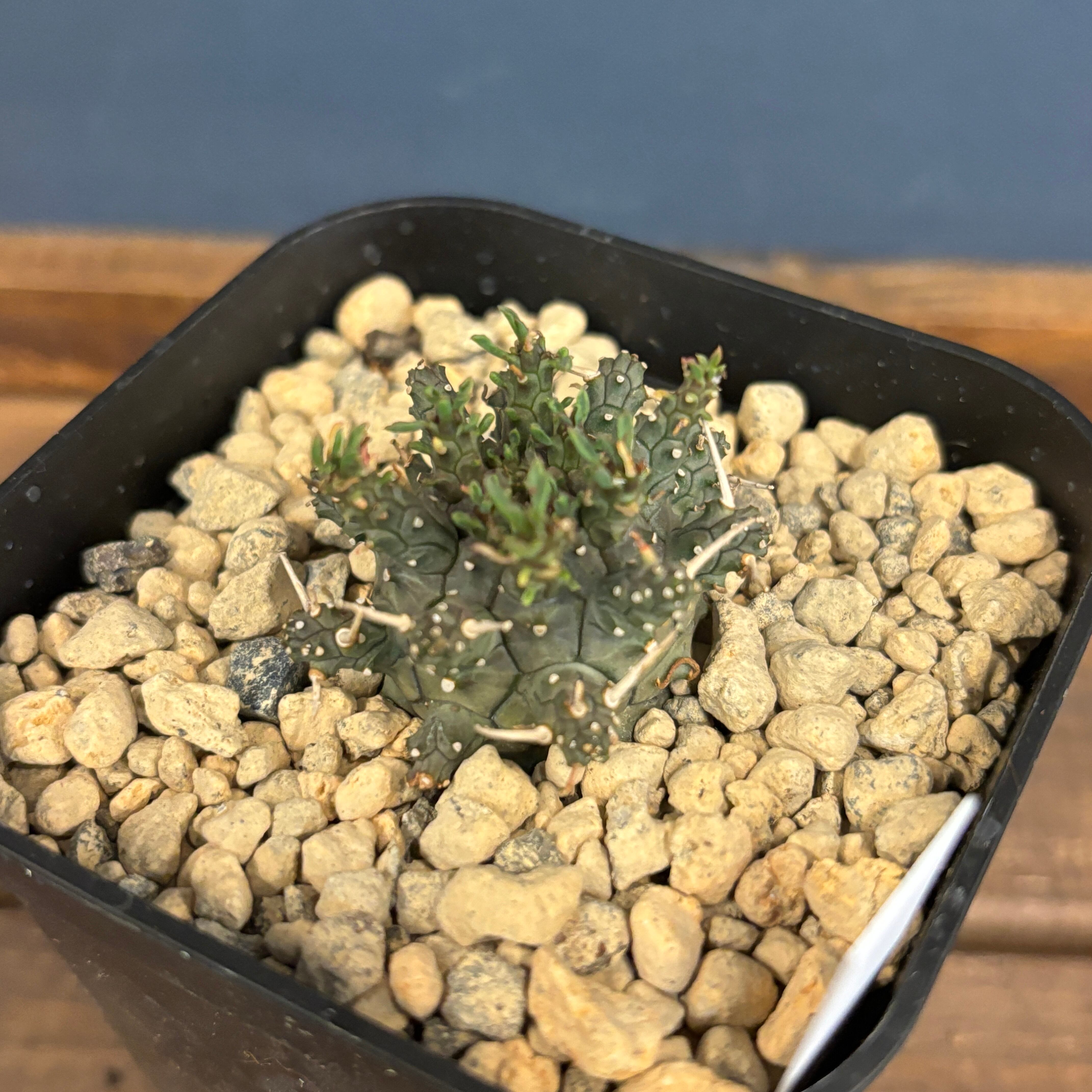 ユーフォルビア アストロフォラ【実生苗】 ユーフォルビア・アストロフォラの実生記録（2023年11月