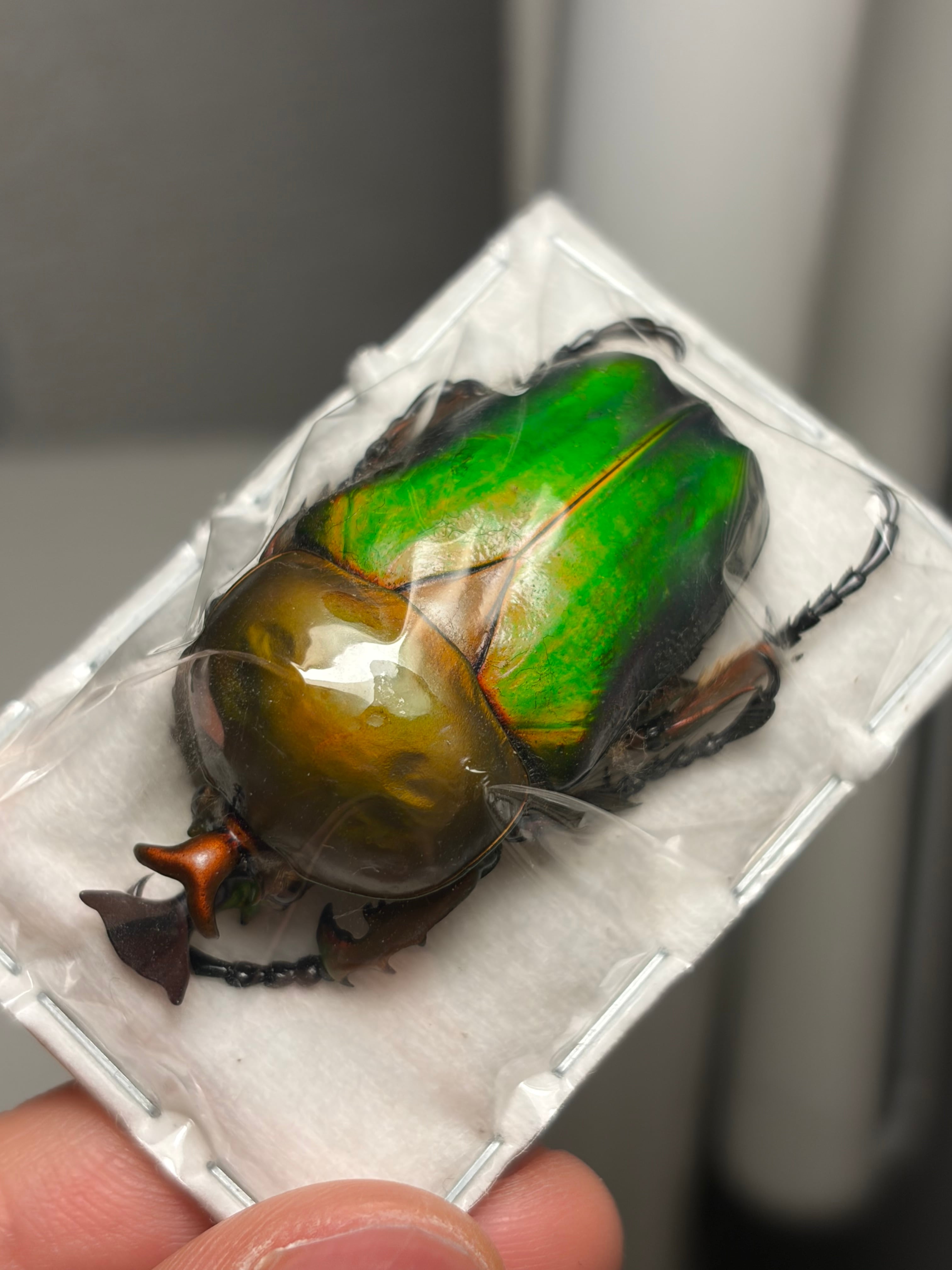 銅製甲虫　7cm 甲虫 | オモニキチュウ