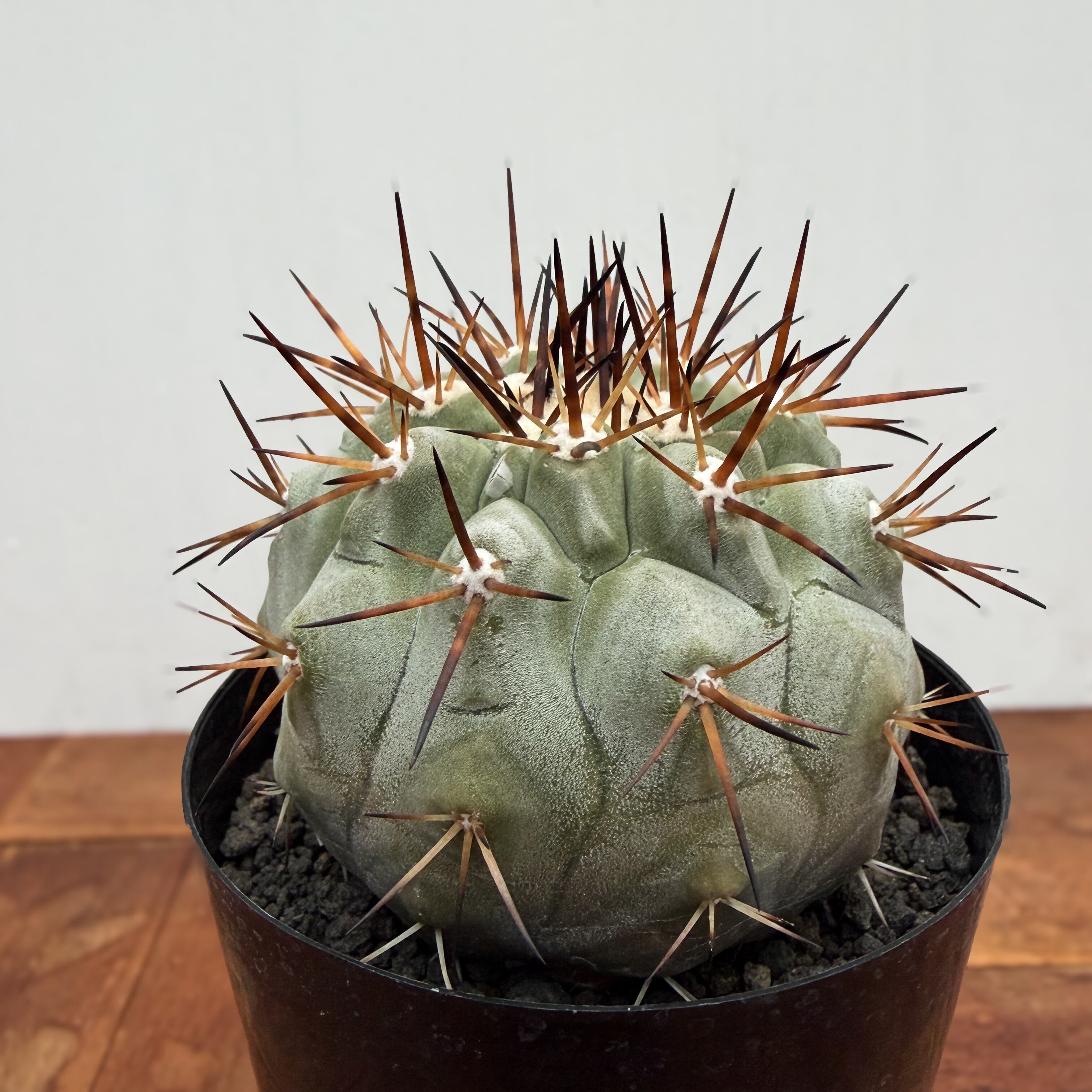 Copiapoa cinerea【黒王丸・実生】 | RIMO'S GREEN 【Saboten