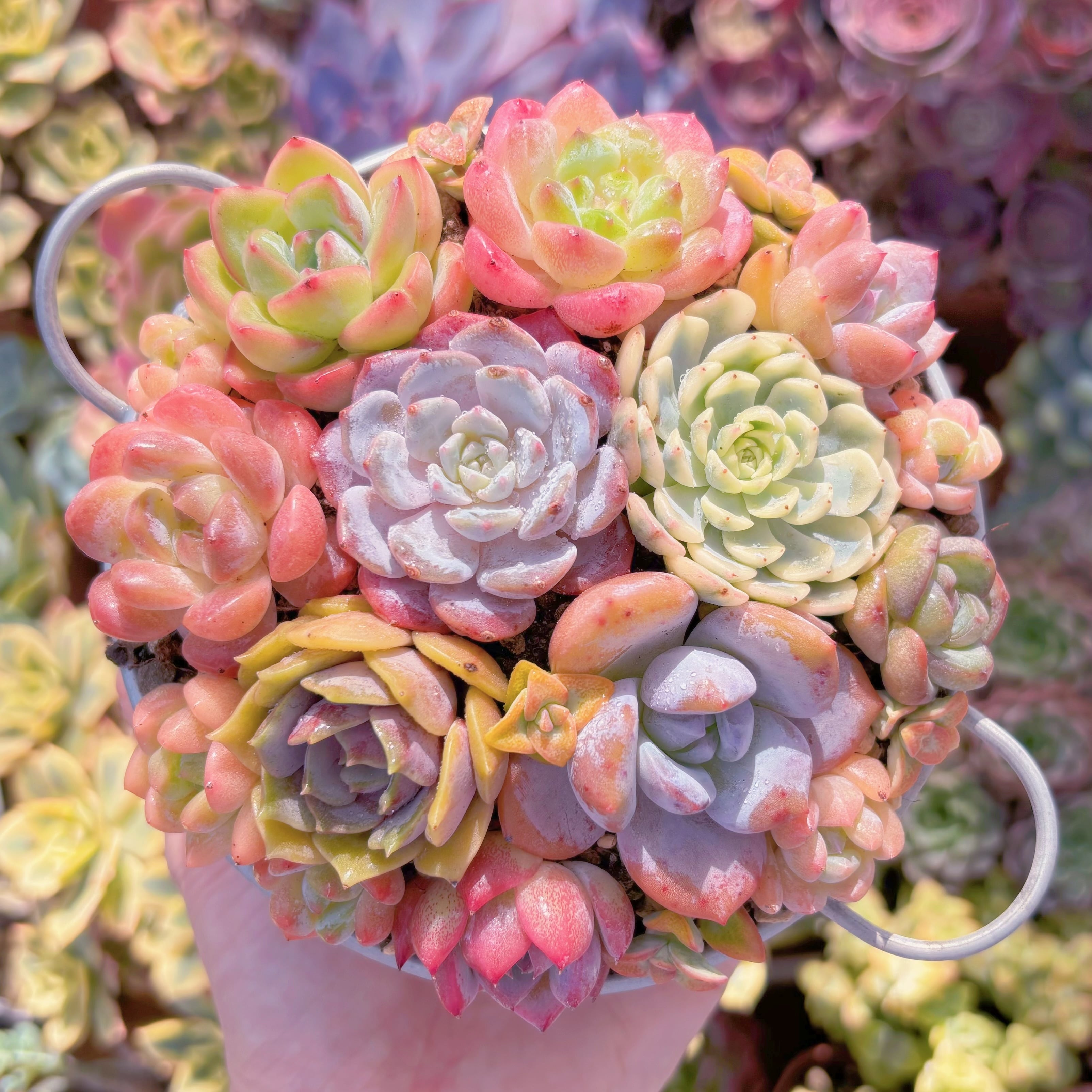 現品　寄せ植えセット#2017　るる農園