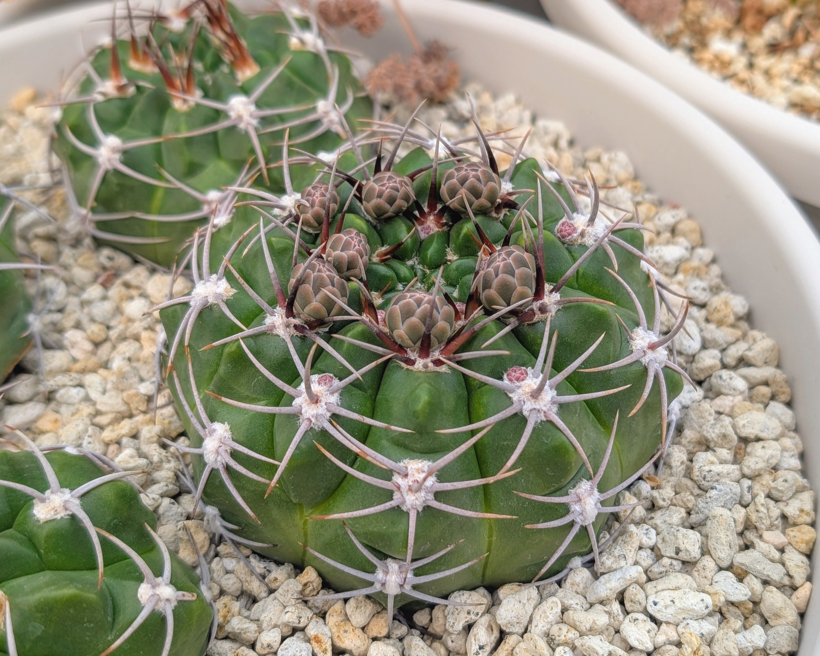 種子(少量パック)/30粒】Gymnocalycium mostii (CH 1739a