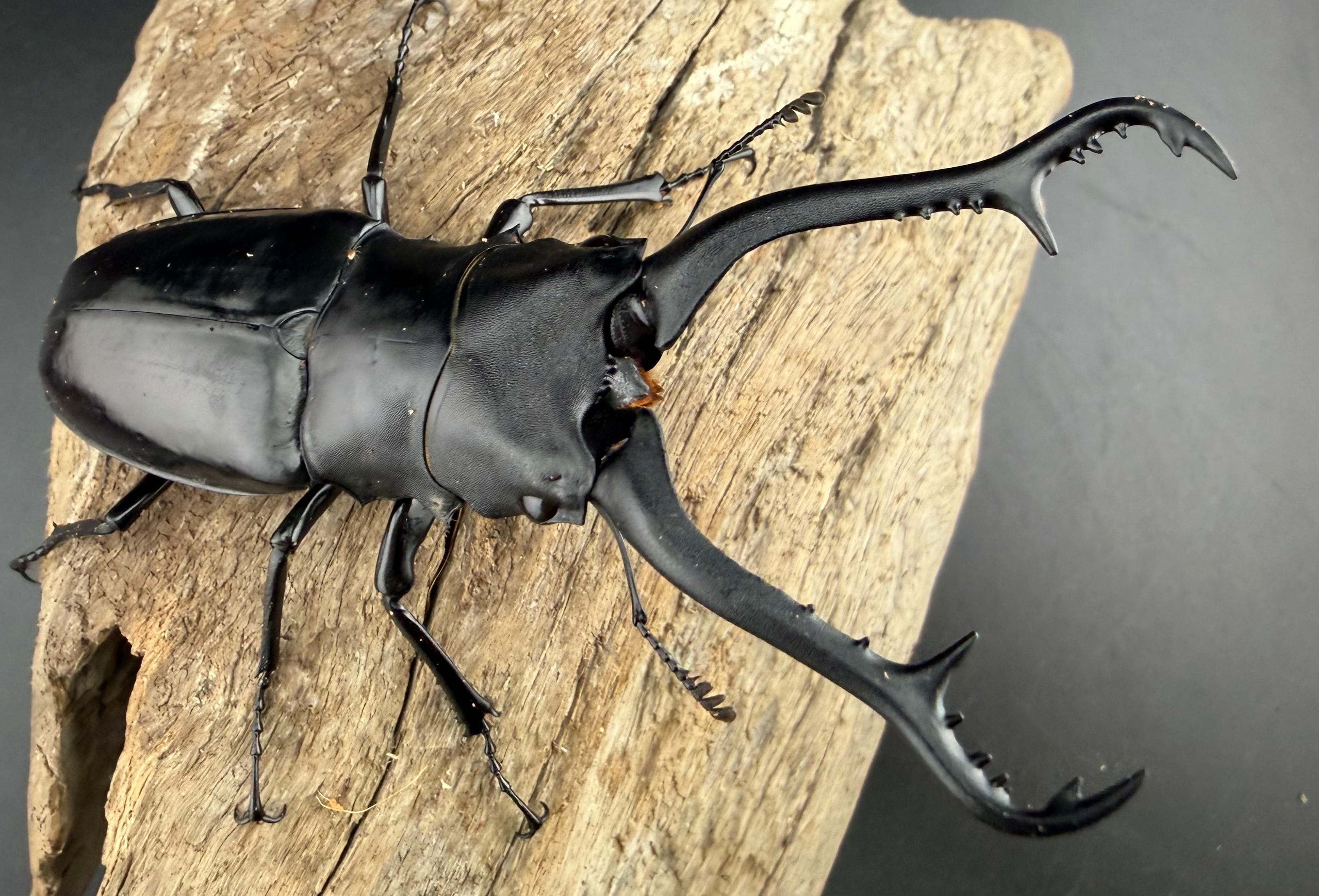 MFノーマルコンプ＋キラ４枚 無限（MUGEN） 折りたたみコンテナスタンダード 90000-XYL-800A-Z4 50L