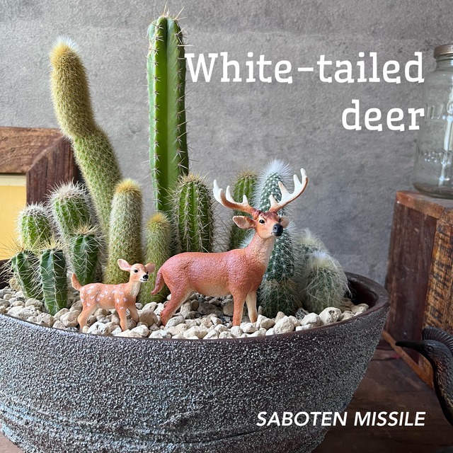 White‐tailed deer オジロジカ