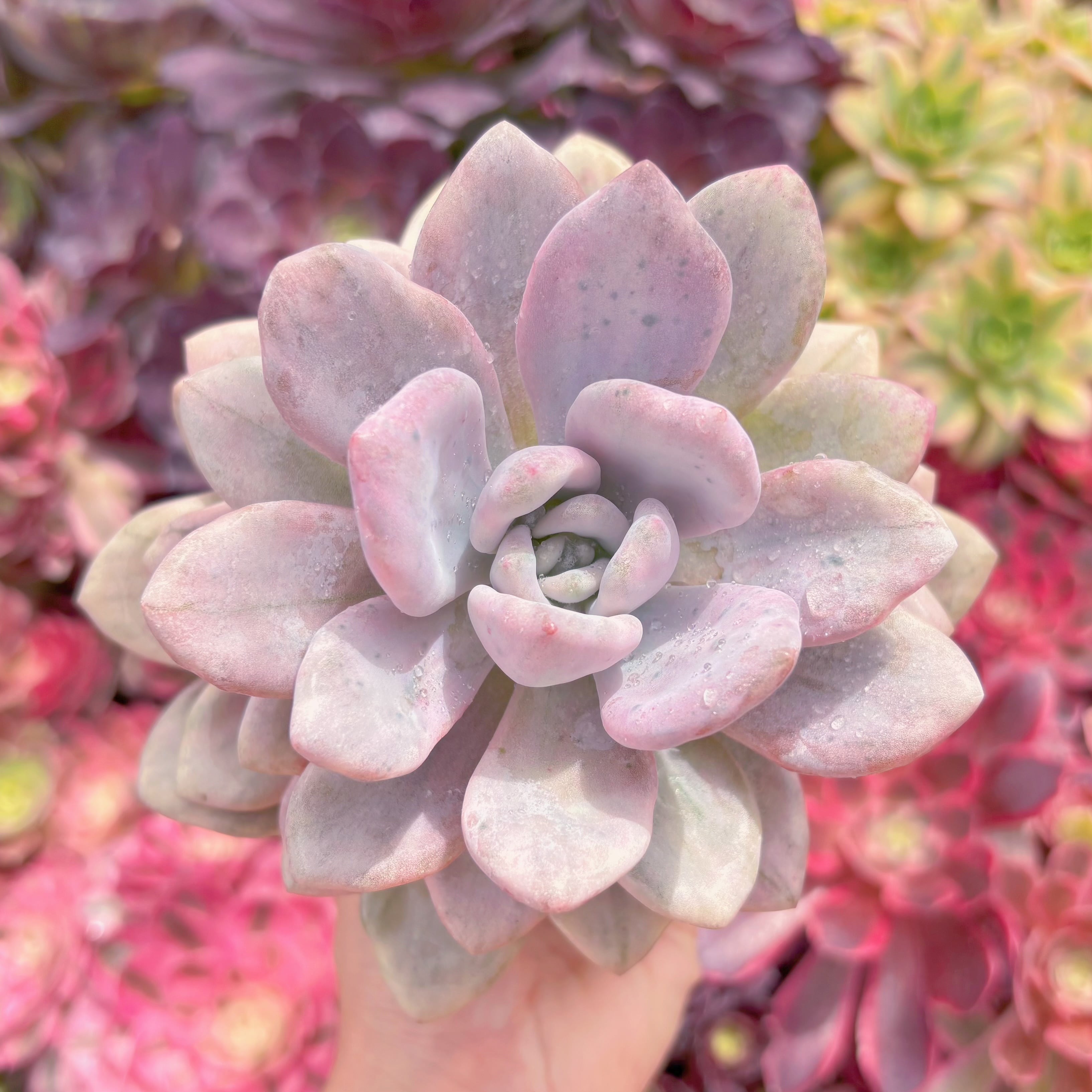 現品　オパリナ錦#M036　大苗　るる農園