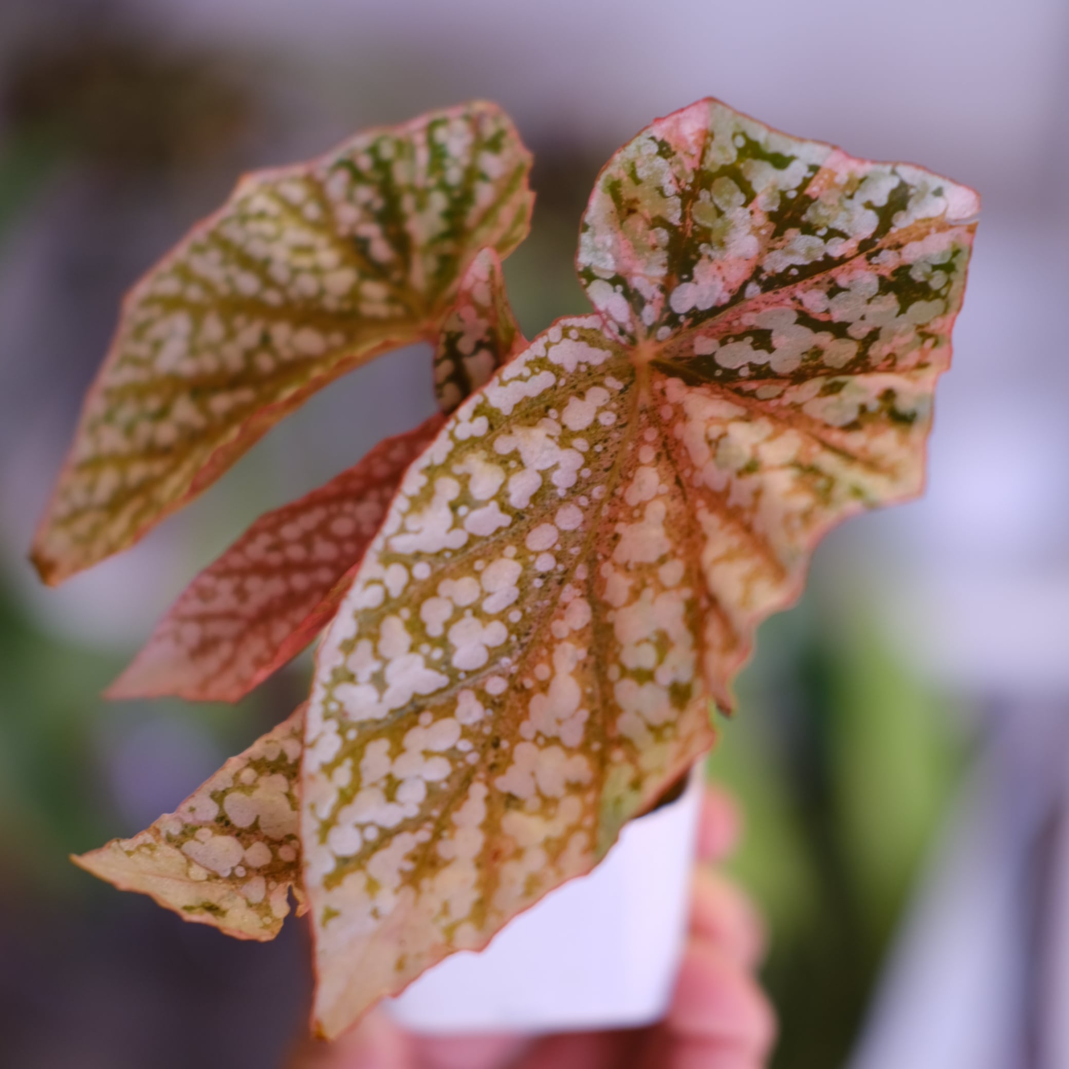 Begonia Snow Capped Variegata③｜ベゴニア スノーキャップド 斑入り
