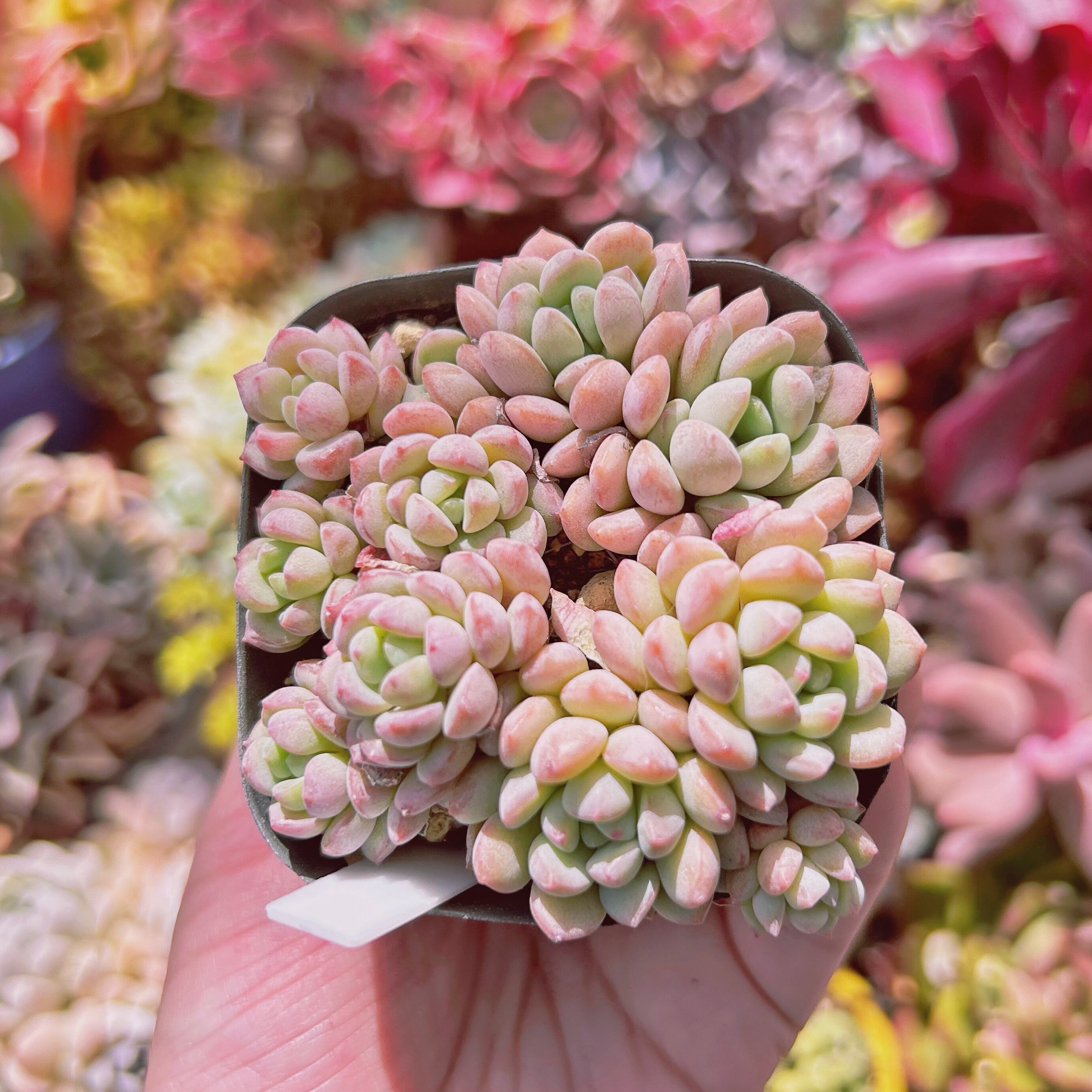 #515現物　多肉植物　萌豆　鉢のまま発送