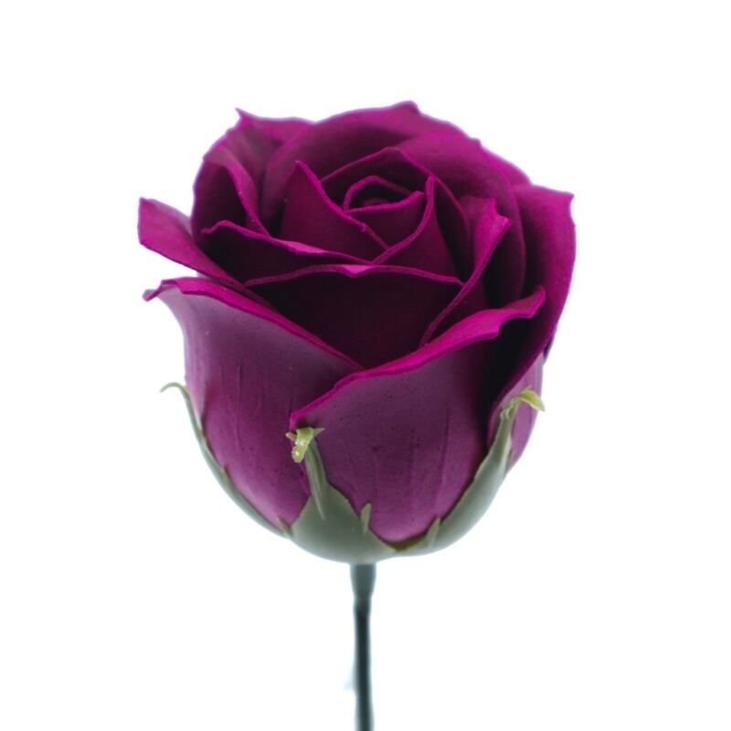 プリンセスバラS-PU5 紫紺 (15輪入りor25輪入り)