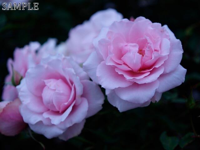 薔薇　早春  JPEG
