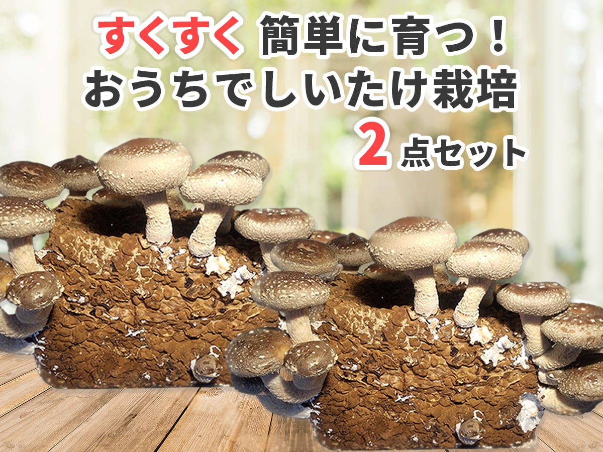 送料無料 】すくすく育つ！おうちでしいたけ栽培キット２点セット