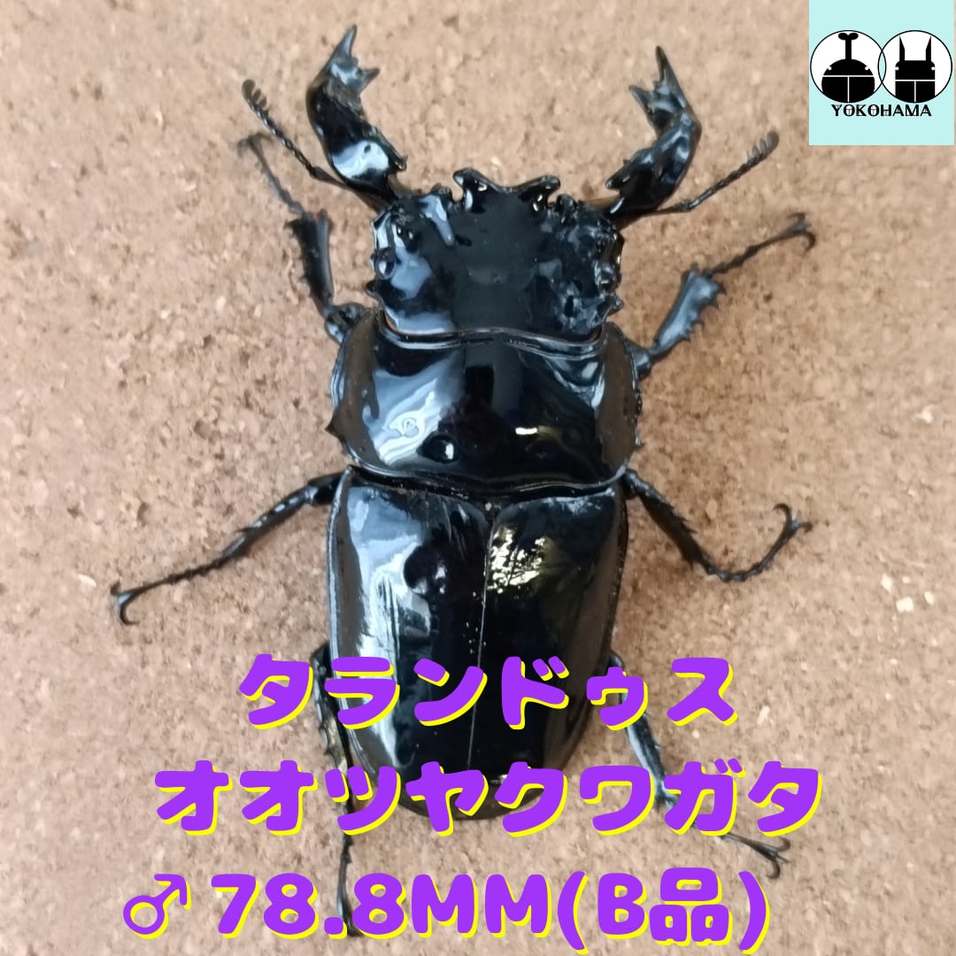 能勢YG♀51.5mm新成虫(ワイドカウ氏14YGA506xyasukong氏1501 