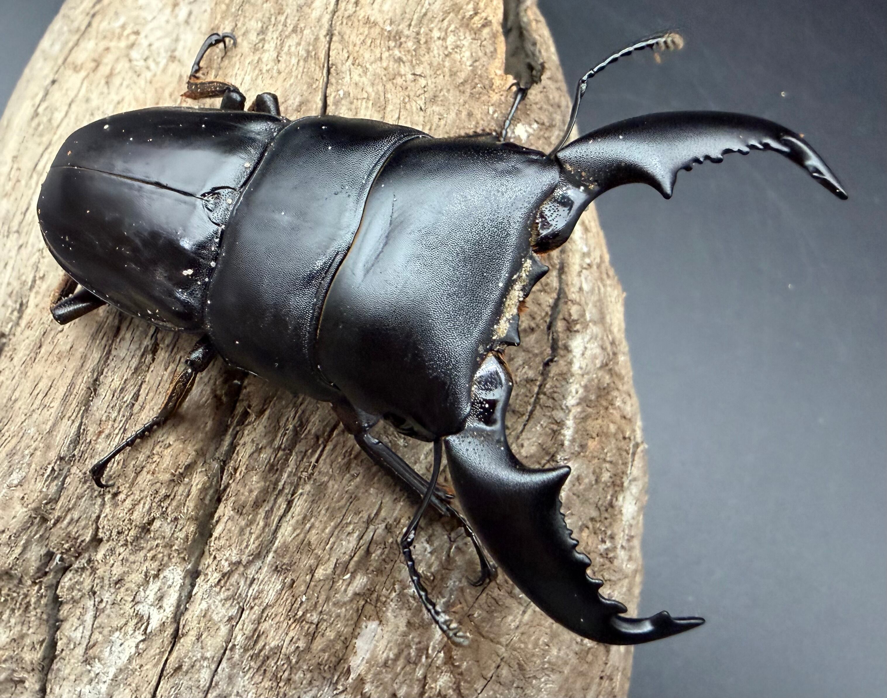 WD】《スマトラオオヒラタ アチェ産 82mm ♂単》 | KPW公式オンライン