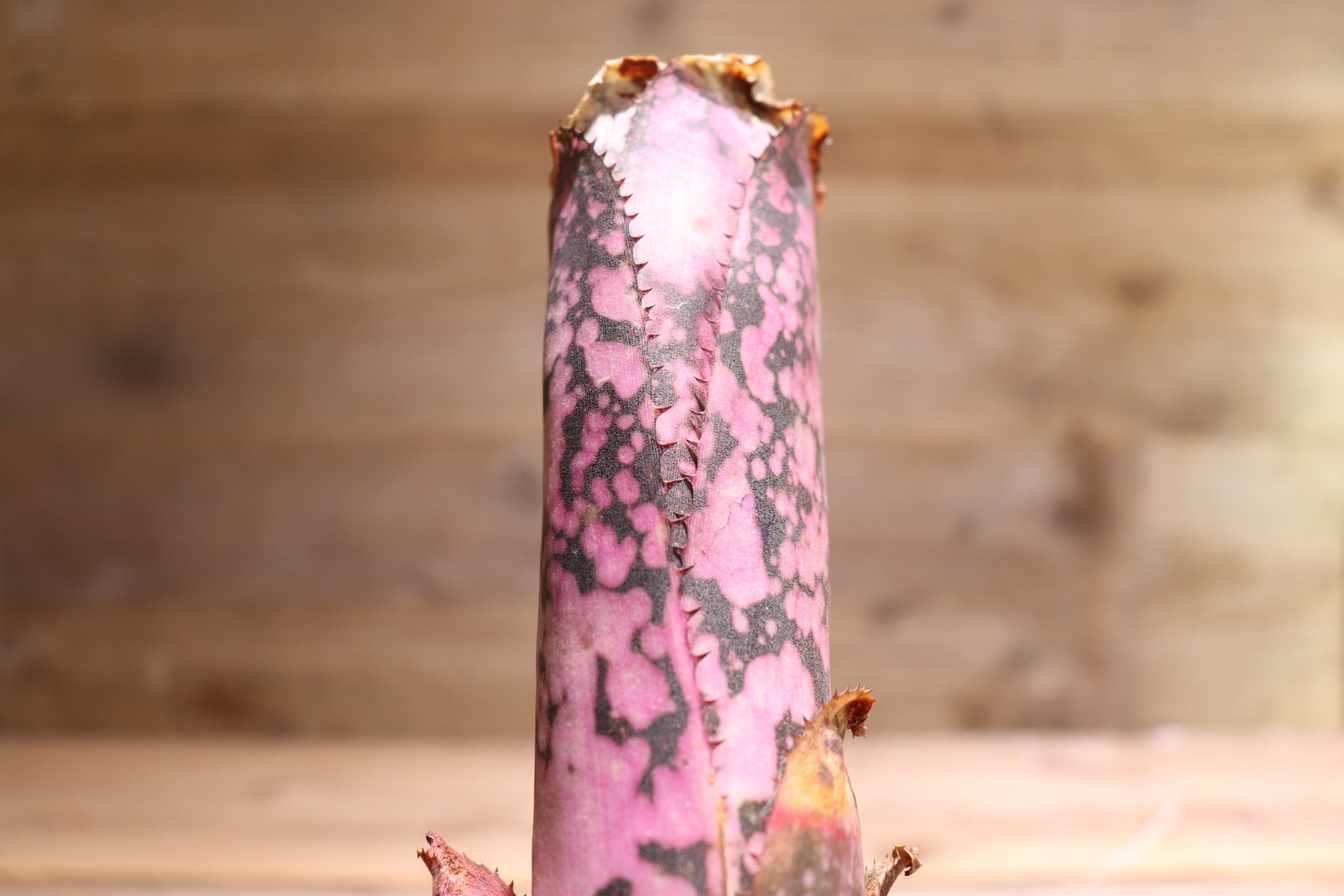 送料無料】 Billbergia 'Black Beauty'〔ビルベルギア〕現品発送B0046