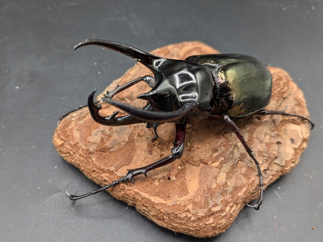 WDジャワコーカサス　♂94ｍｍ♀フリーサイズ　