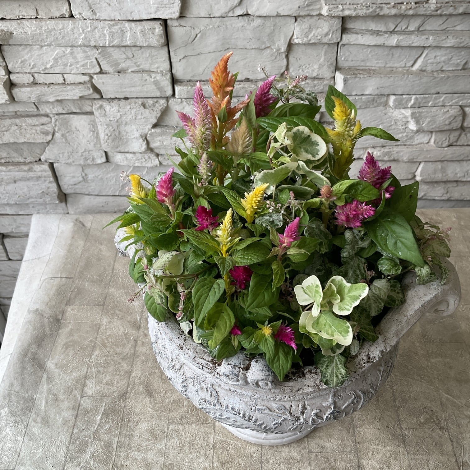 寄せ植え完成品】秋を彩るケイトウの寄せ植え | 橋本種苗園