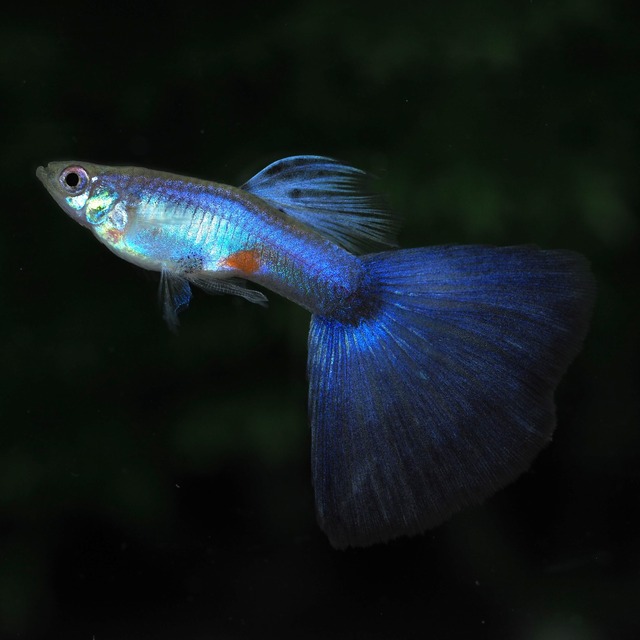 専用　RREAスーパーホワイト・RREAフルレッド・ラズリーブルーテール　リボンオス6匹