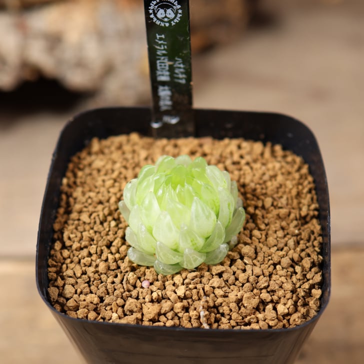再入荷 707『ハオルチア エメラルド LED変種 太陽の恋人』 観葉植物
