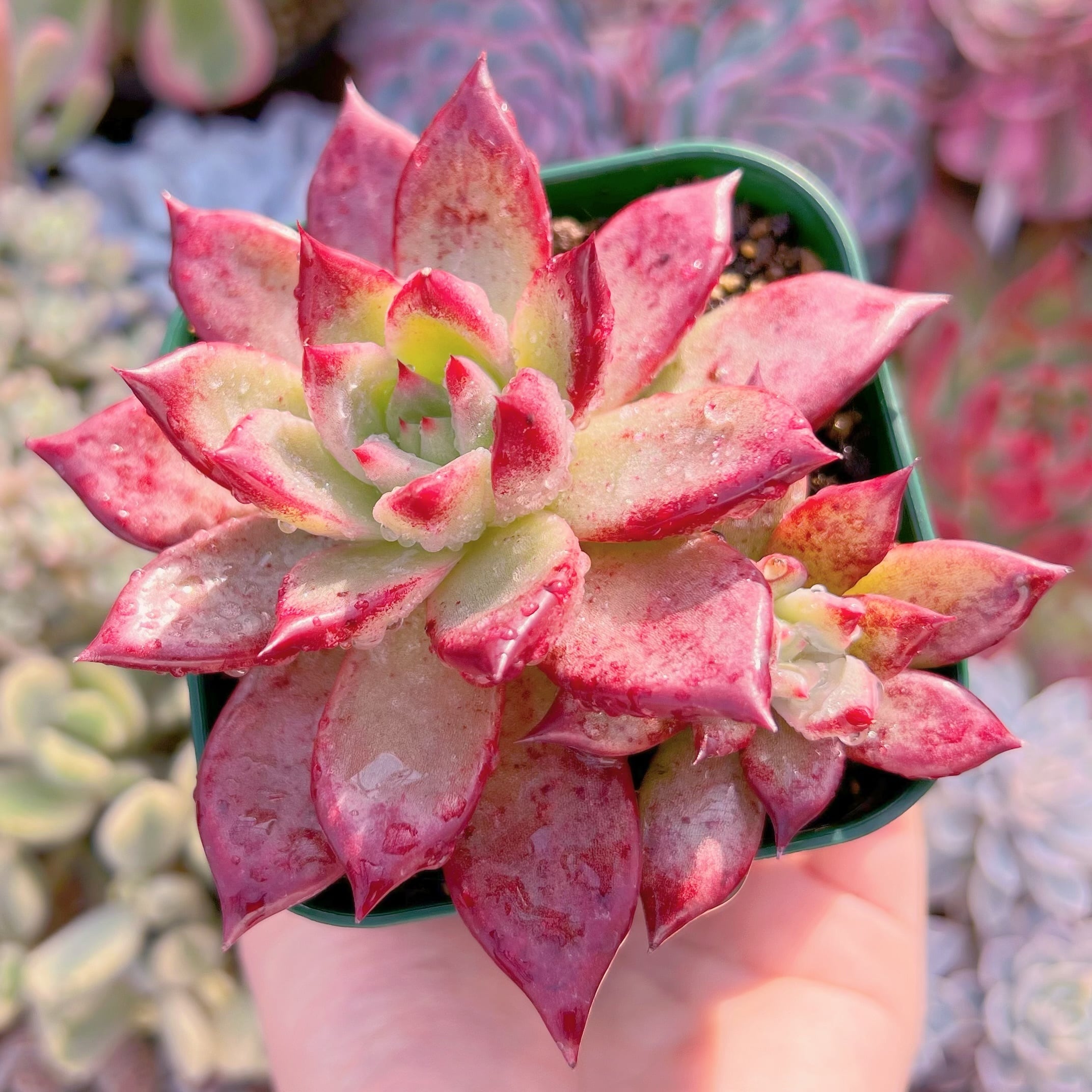 現品　プラトニック#047    古株   るる農園