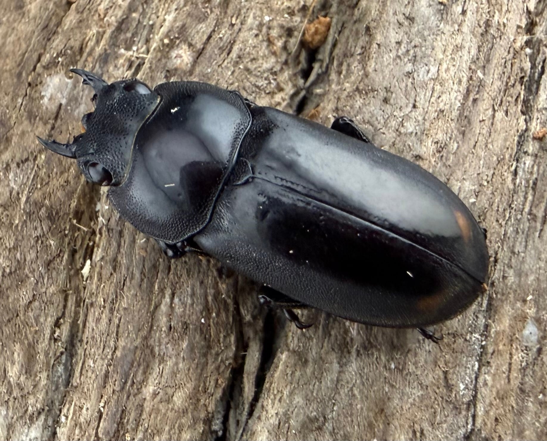 ♂単♀単お得コーナー | KPW公式オンラインショップ