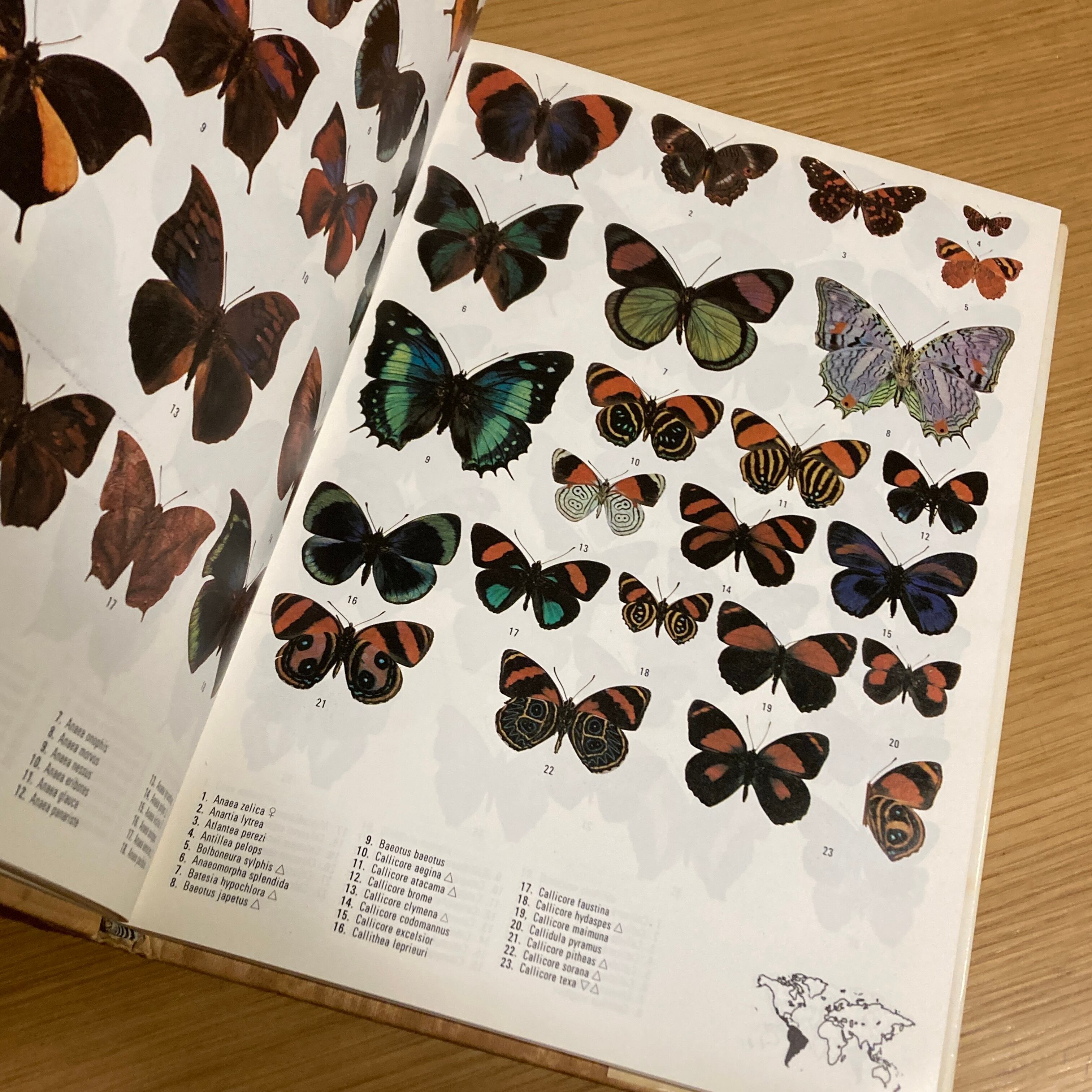 Butterflies of the World / H. L. Lewis | 百年