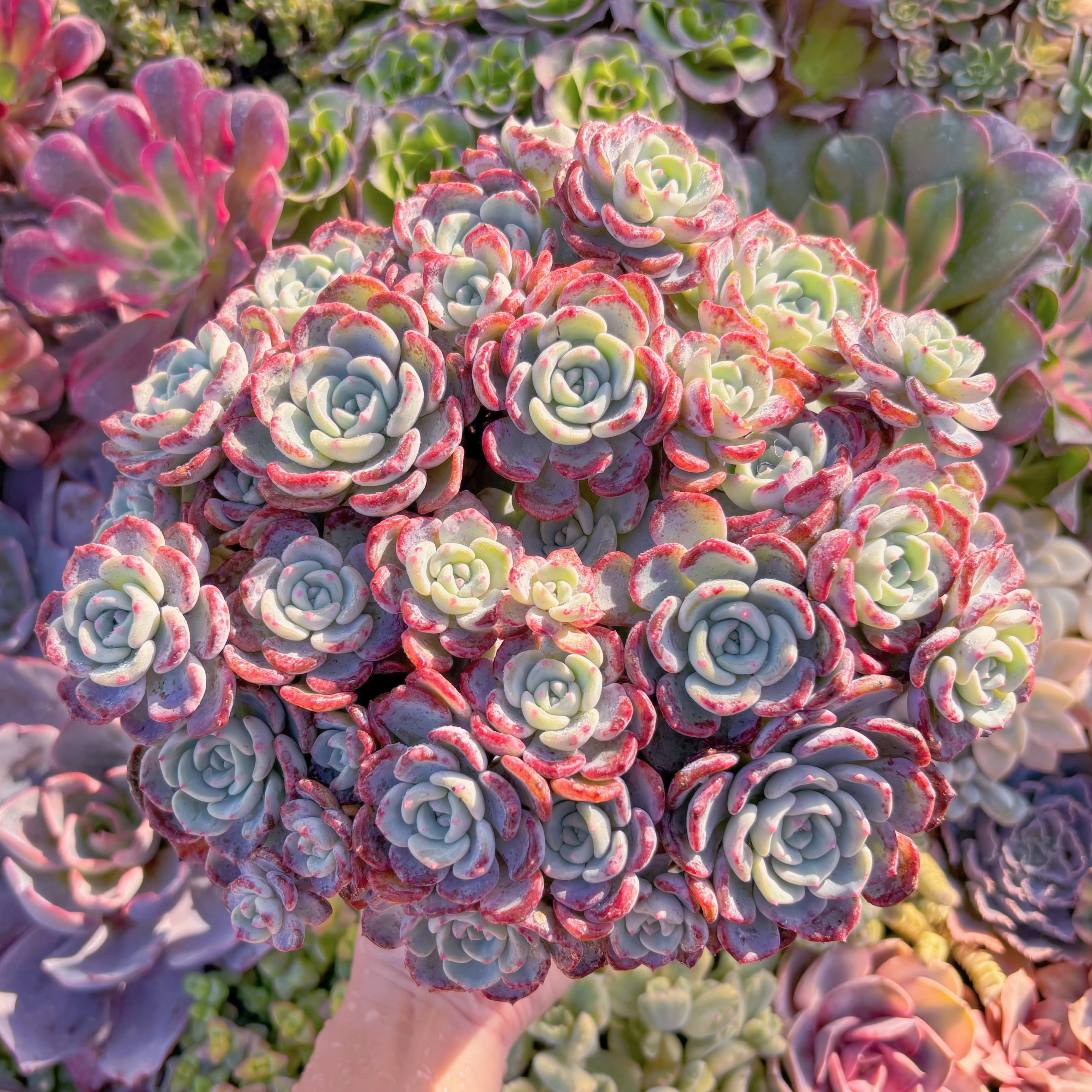 現品　千山雪#M194　特特大群生　 新入荷　るる農園