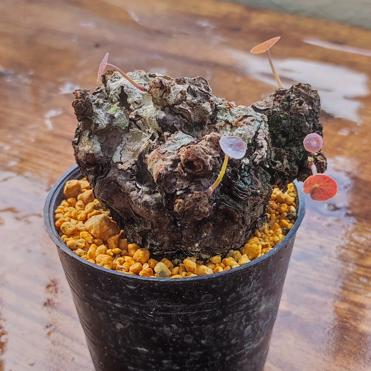 Stephania Kaweesakii / ステファニア・カウィーサキー(ノヴァ)