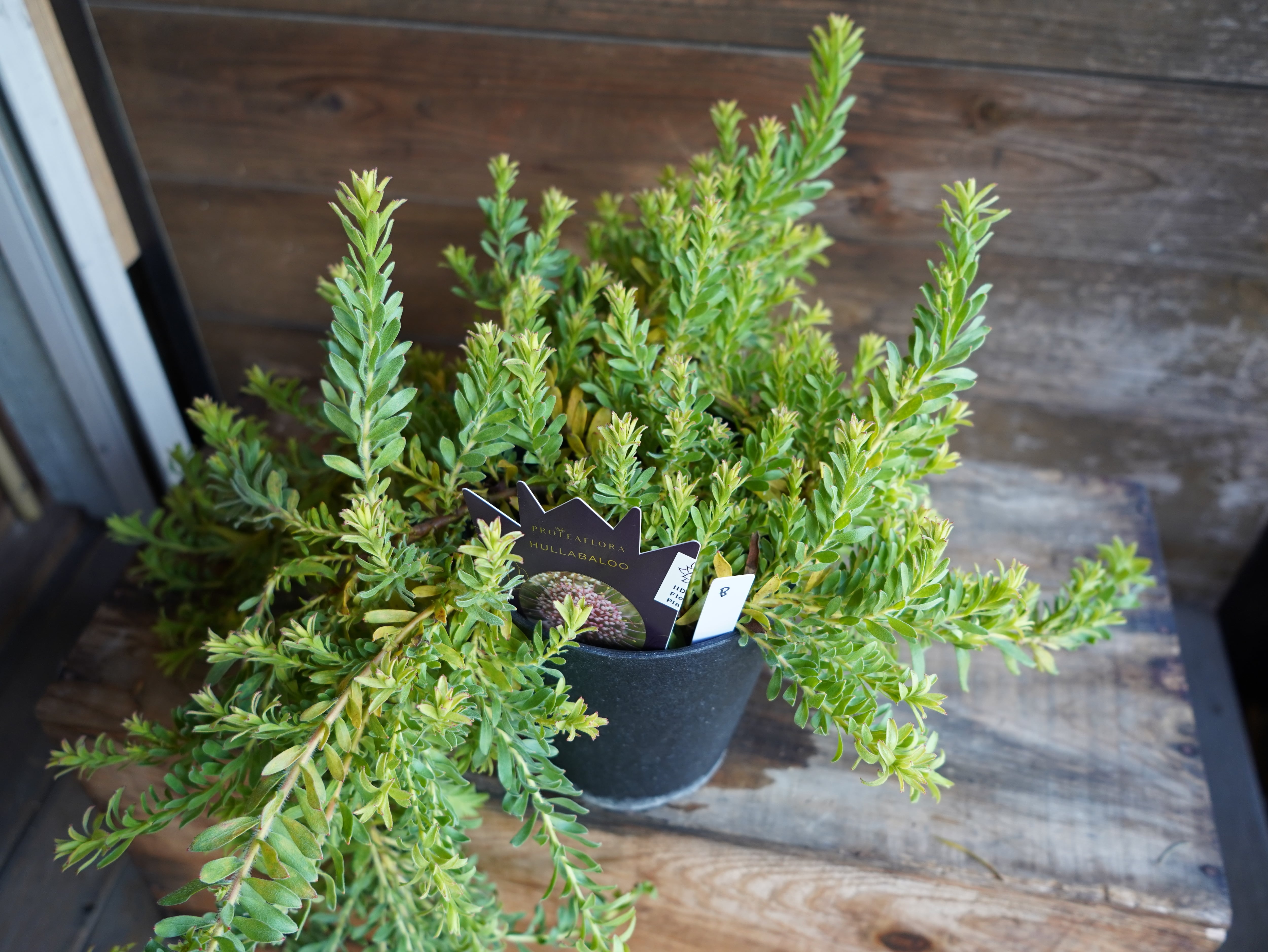 【現物】リューコスペルマム　”ハルバルー”　B