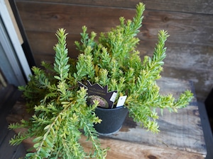 【現物】リューコスペルマム ”ハルバルー” B