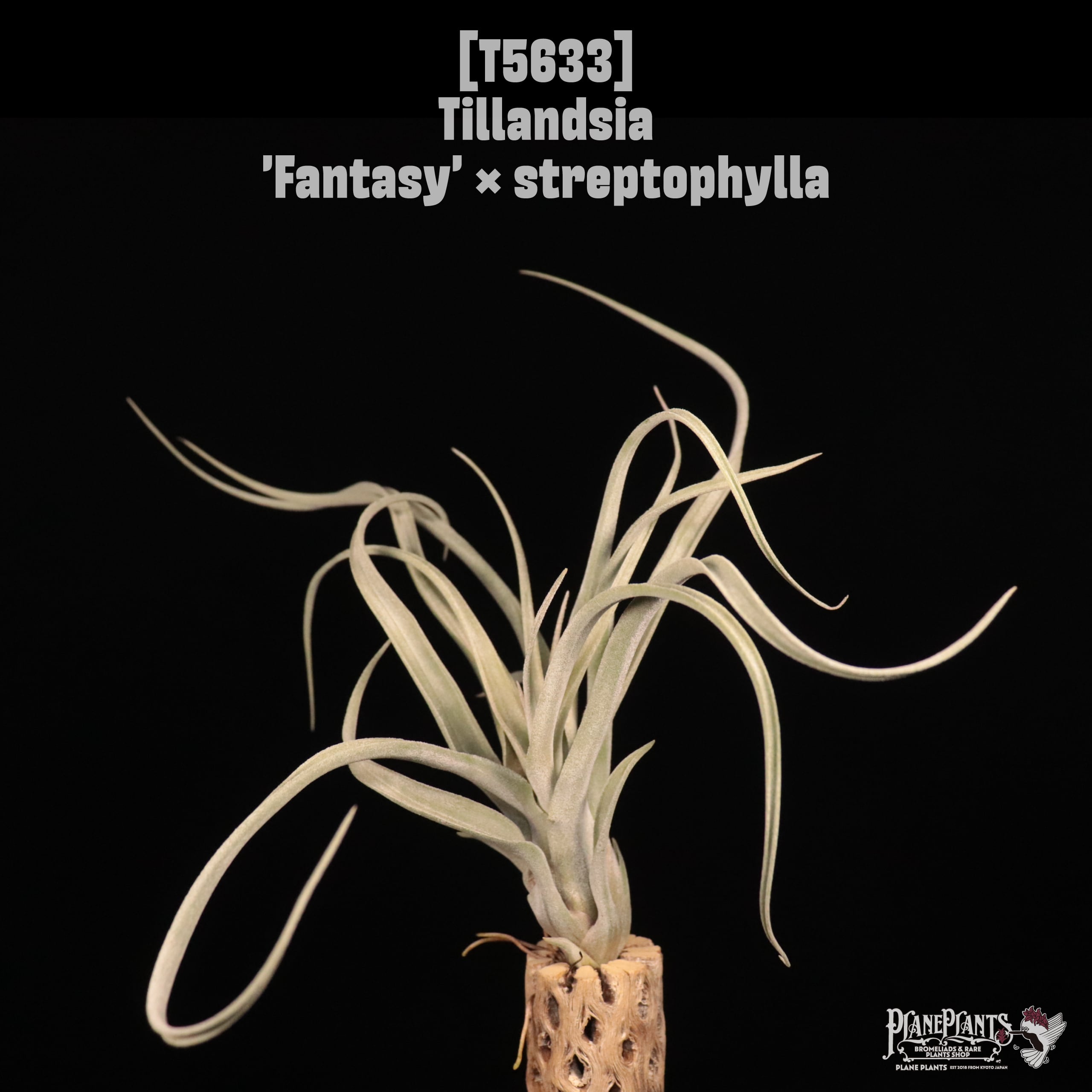 □ IN STOCK [販売中商品] | plane plants